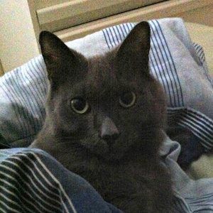 Meet your Posher, Tiger